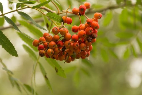 nature fruit sheet