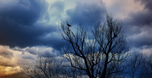 nature tree landscape