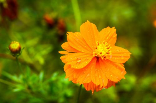 nature flower flora