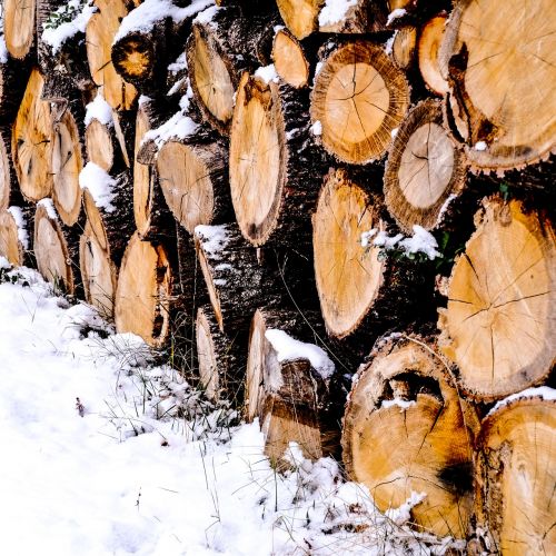 nature winter wood