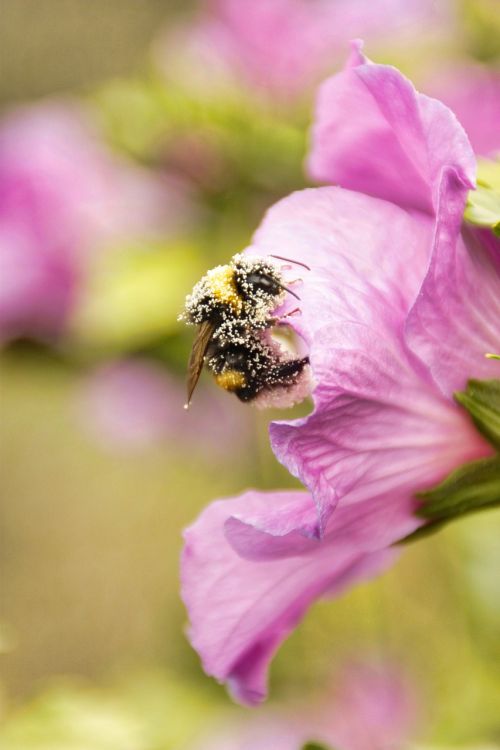 nature flower insect