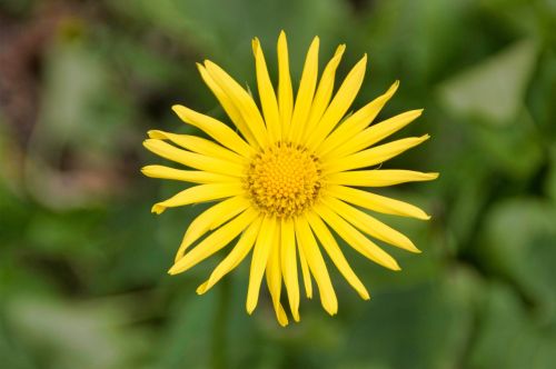 nature plant flower