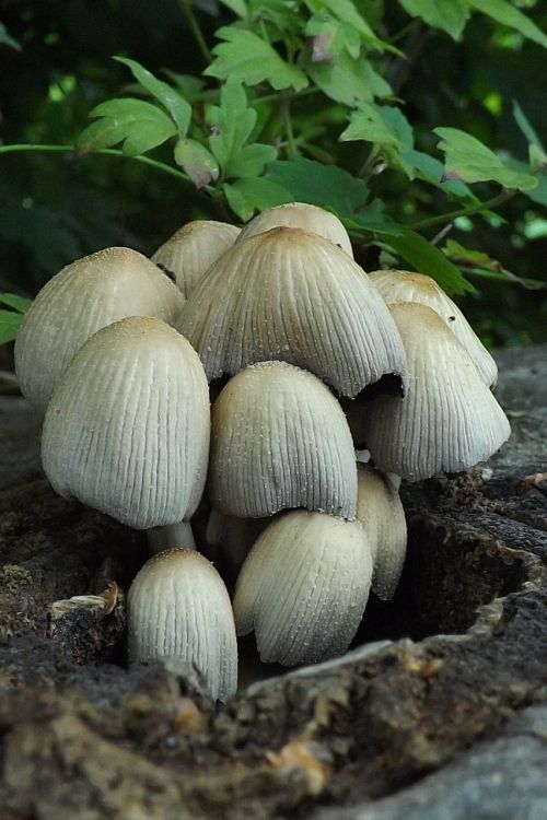 nature macro fungi