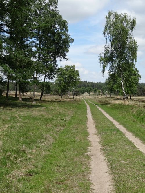 nature spring pasture