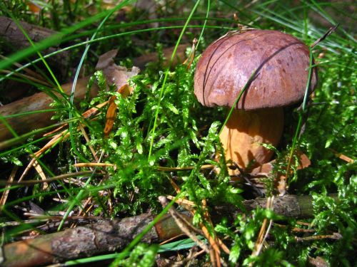 nature autumn mushroom