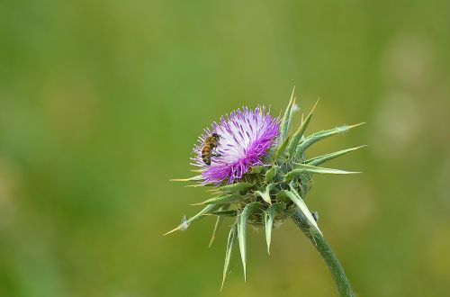 nature flora flower