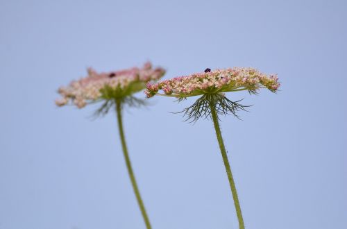 nature flora flower