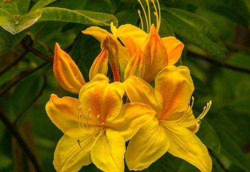 nature flower plant