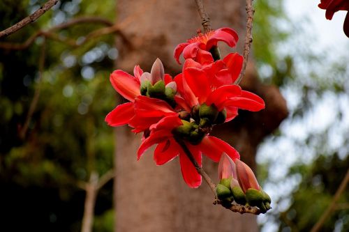 nature flower flora