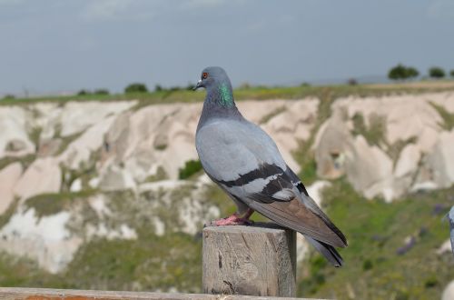 nature outdoor birds