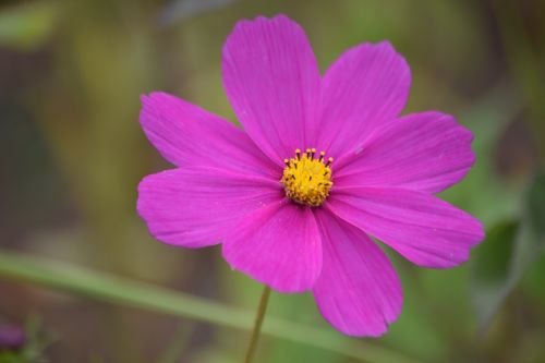 nature flower plant