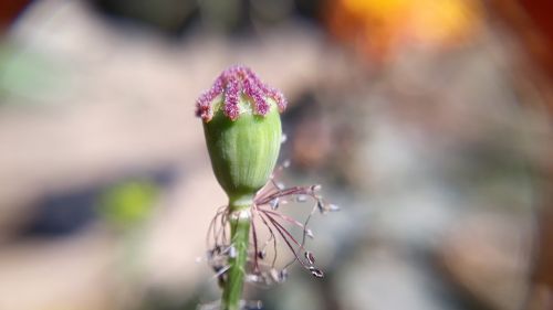 nature flower outdoors