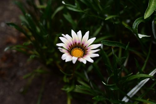 nature plant flower