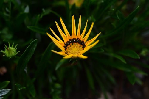 nature plant flower