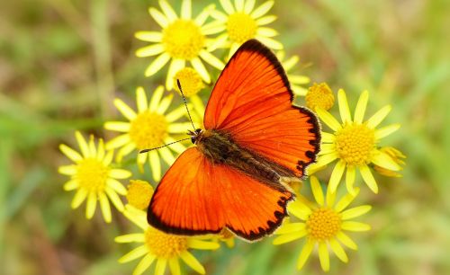 nature summer flower