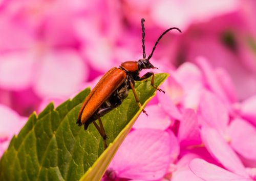 nature insect little