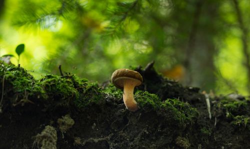 nature wood moss