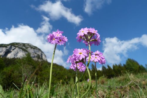 nature flower plant