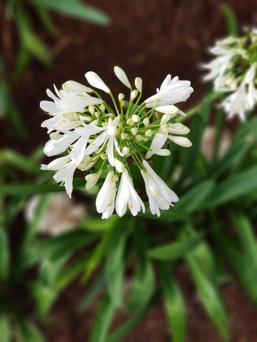 nature flora flower