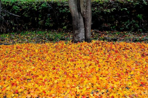 nature nature of order autumn