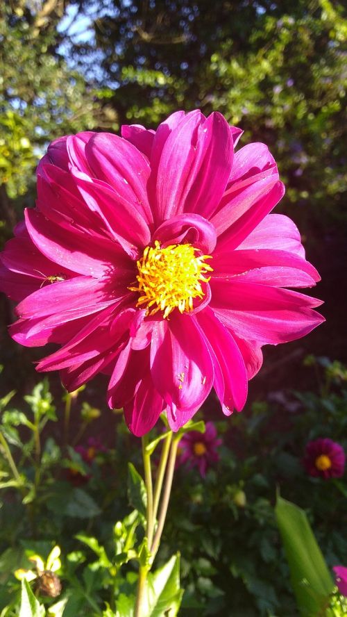 nature plant flower