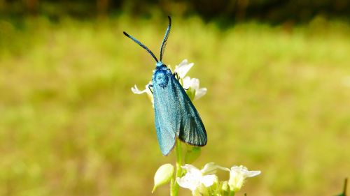 nature at the court of insect