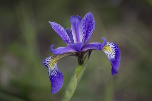 nature flower flora