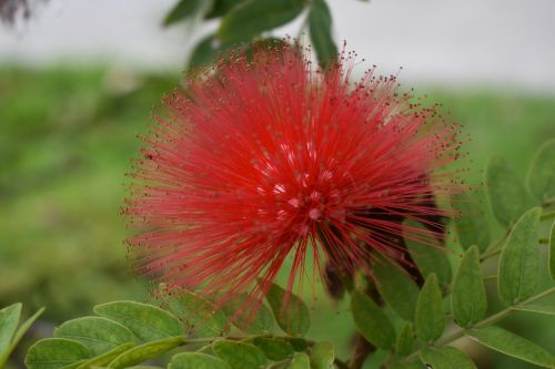 nature leaf plant