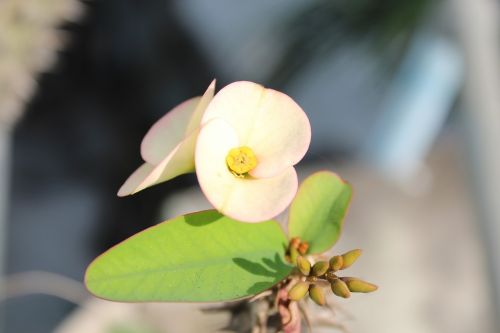 nature flower flora