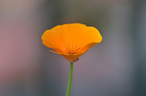 nature flower flora