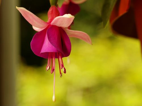 nature flower flora