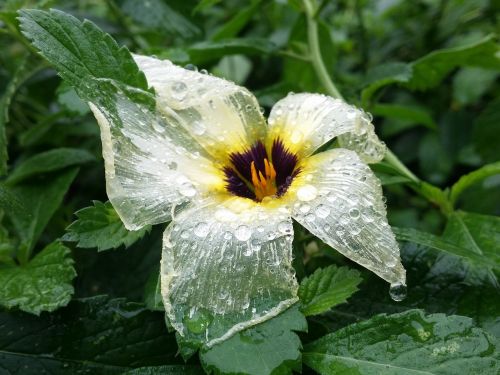 nature plant flower