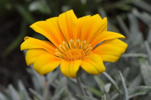 nature plant flower