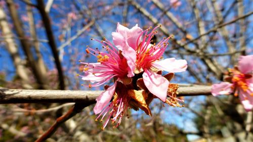 nature tree flower