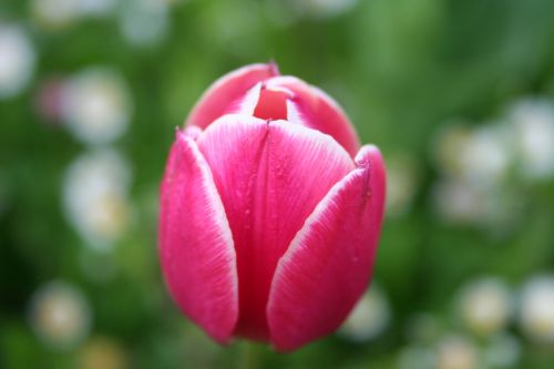 nature flower plant