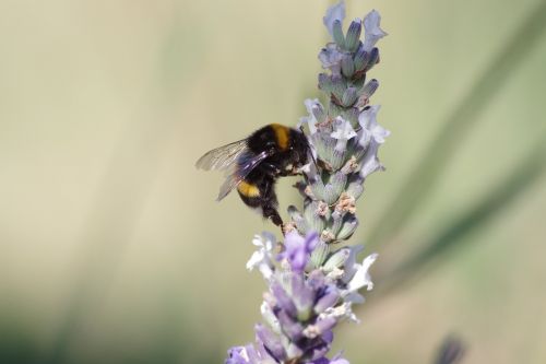 nature bee insect