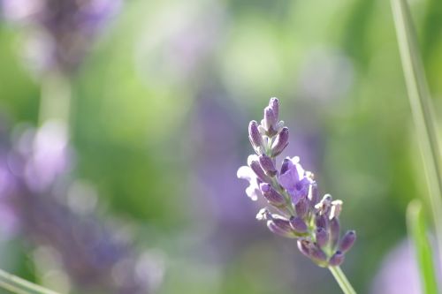 nature flower plant