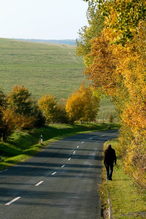 nature tree road