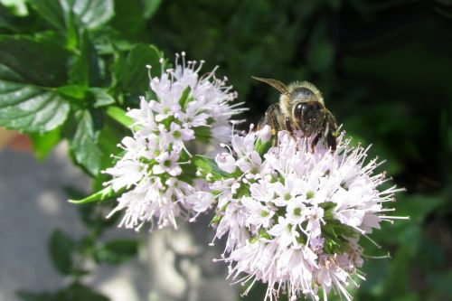 nature bee honey