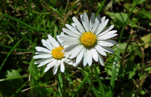 nature plant summer