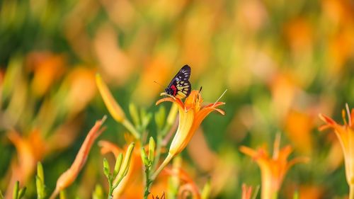 nature outdoor flower