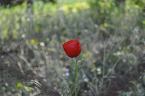 nature flower outdoor