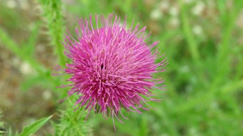 nature plant flower