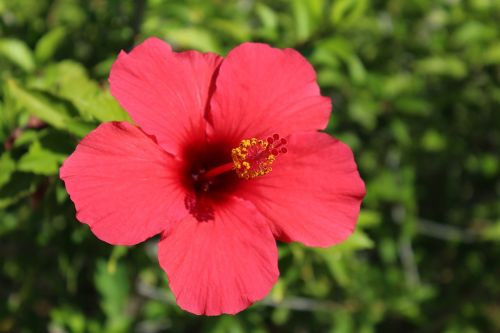 nature flower plant