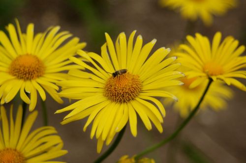 nature flower plant