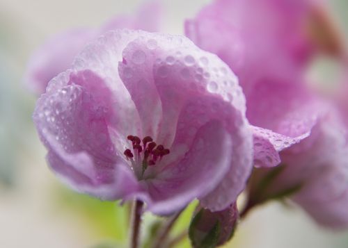 nature flower plant