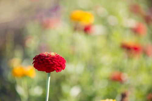 nature flower flora