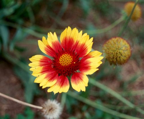 nature flower plant