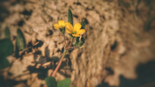 nature flora outdoors