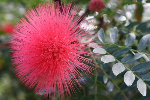 nature flower plant